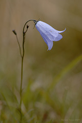 harebell