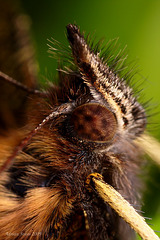 Peacock Butterfly