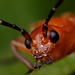 Soldier Beetle, Rhagonycha fulva