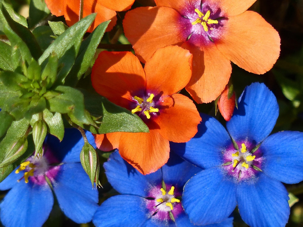 Pimpernel / Anagallis monelli