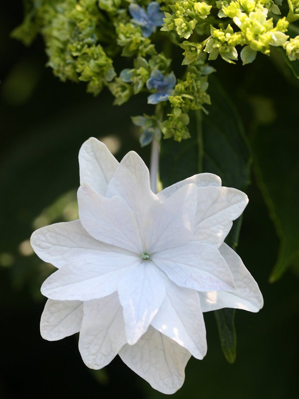 Hydrangea