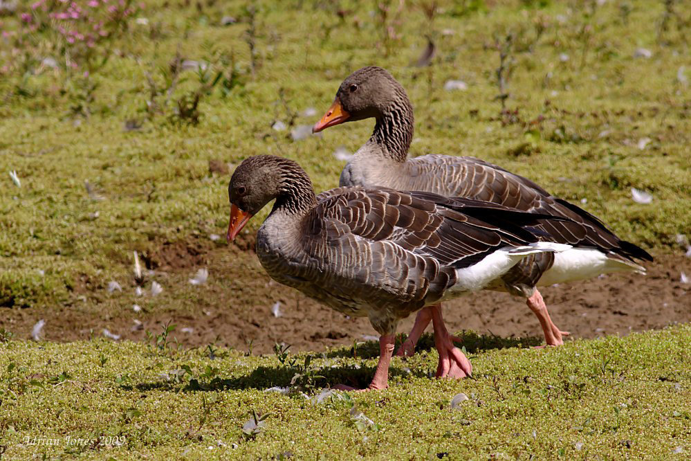 greylag_geese_001