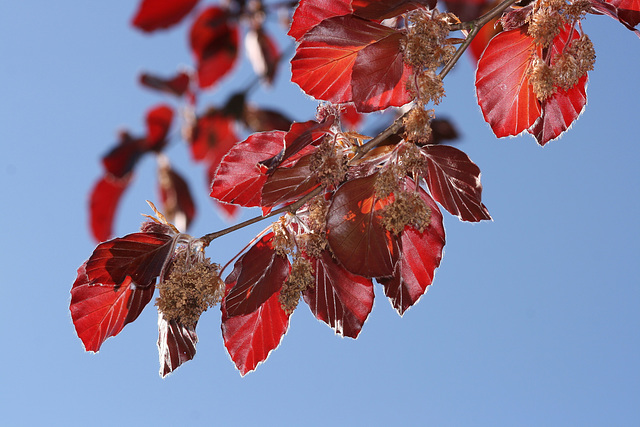 Beech leaves and flowers