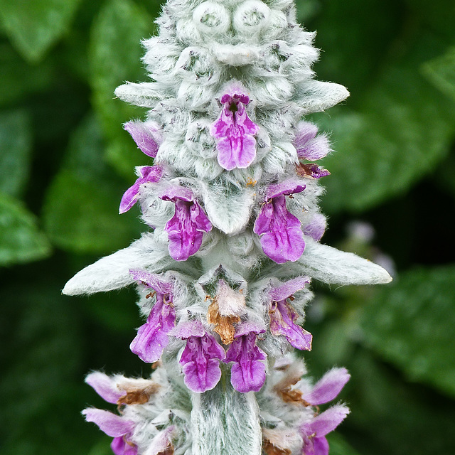 Lamb's Ear / Stachys sp.