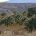 Coachella Valley Preserve, Palm Springs (3803a)