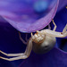 crab spider