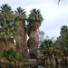 Coachella Valley Preserve, Palm Springs (3812ax)