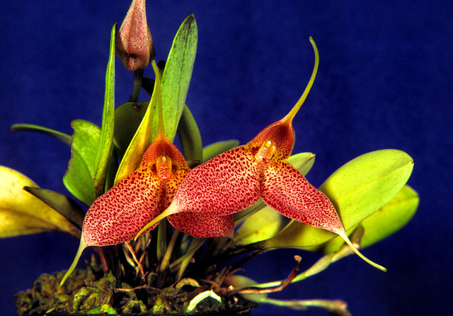 Masdevallia decumana Masdevallia decumana