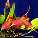 Masdevallia decumana