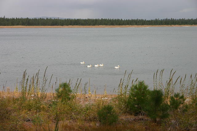 Pelicans