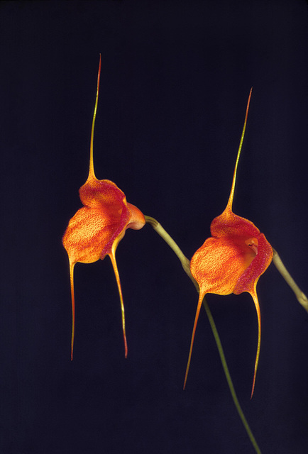 Masdevallia Angel Glow 'Jennifer' Masdevallia Angel Glow 'Jennifer'
