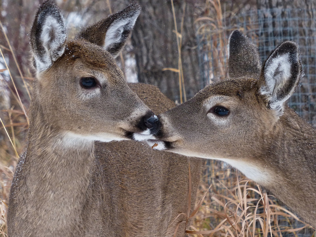 Tenderness