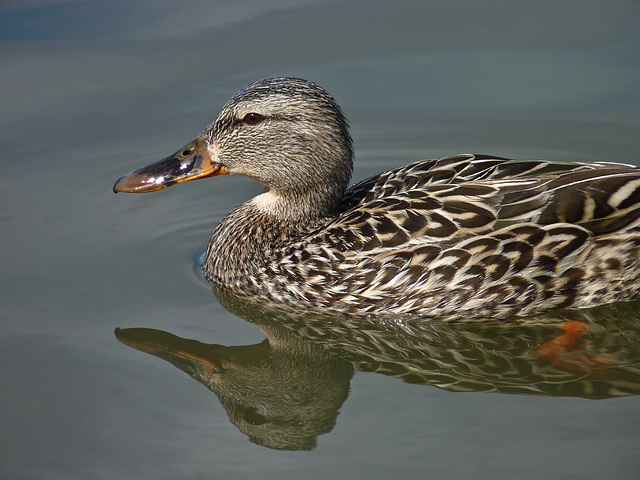 Mallard pose