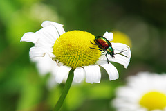 Dogbane Beetle, Chrysochus auratus, On Daisy Flower