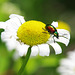 Dogbane Beetle, Chrysochus auratus, On Daisy Flower