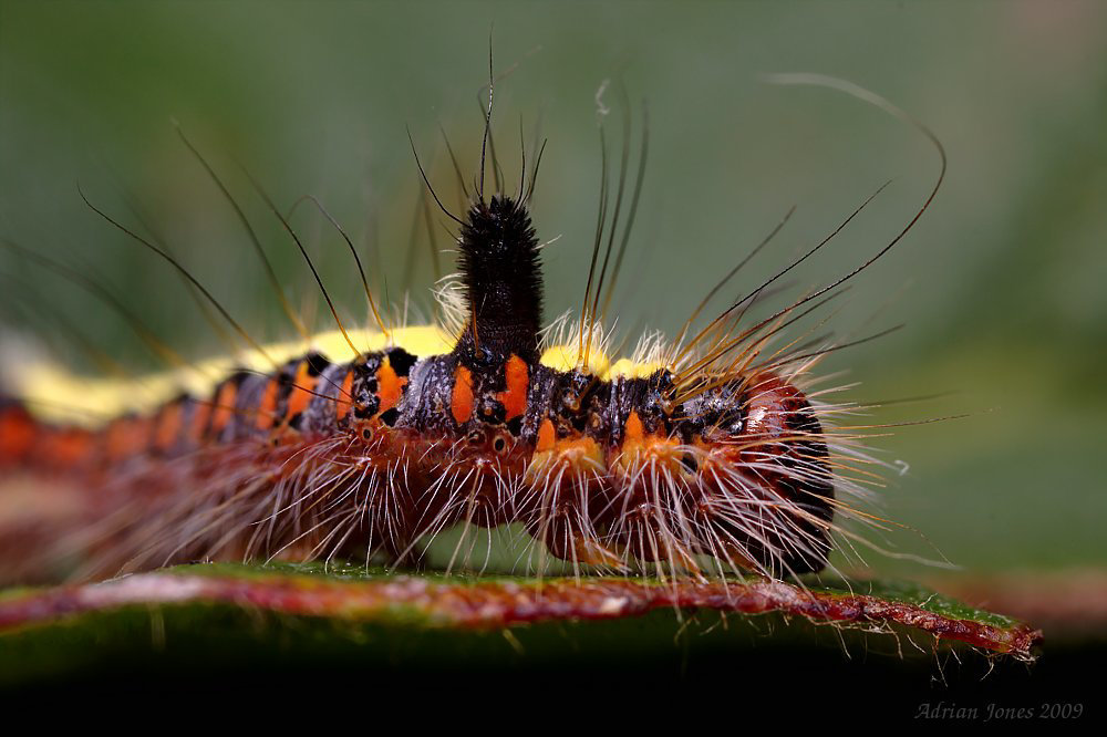 Grey Dagger Moth Larva