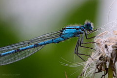 Male Common Blue Damselfly. Enallagma cyathigerum.