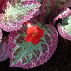 Contrast - Episcia