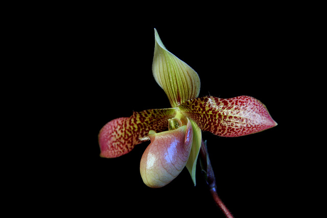 Paphiopedilum China Dragon #8