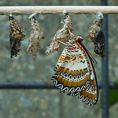 Lacewing - Cethosia biblis