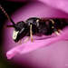 bee, Hylaeus species