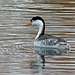 Clark's Grebe / Aechmophorus clarkii