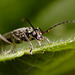 beetle, Oedemera lurida