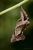 Comma Butterfly Pupa