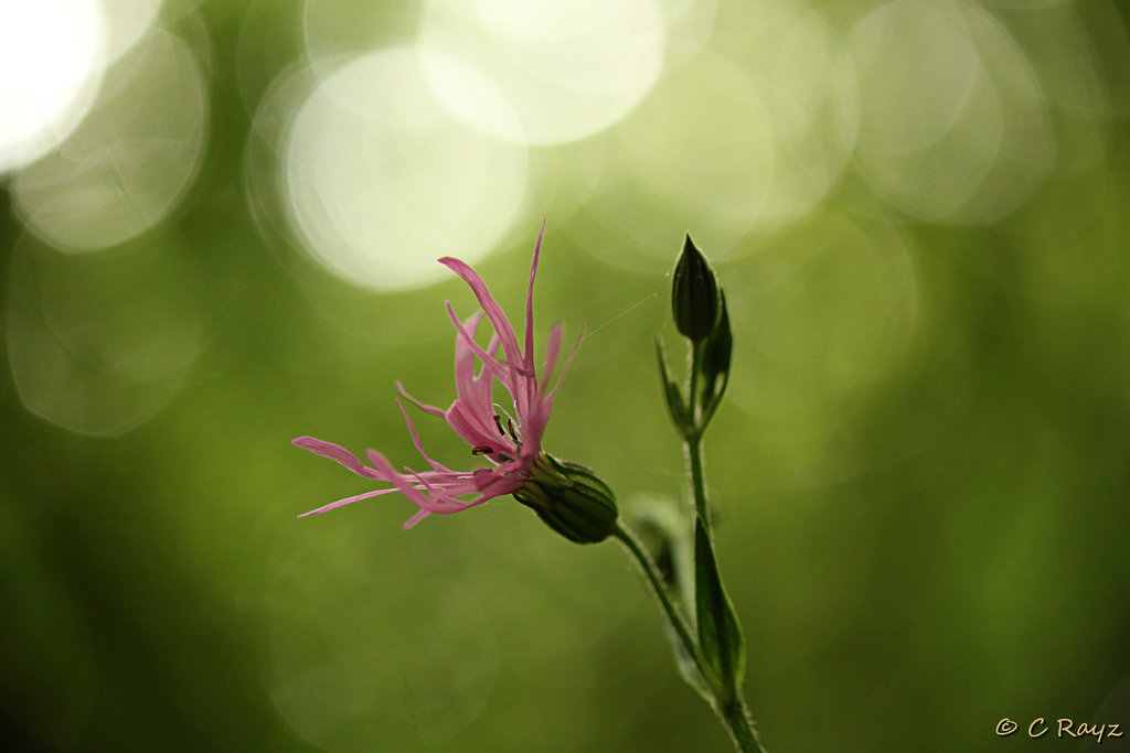 Ragged Robin