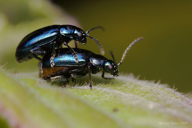 flea beetles