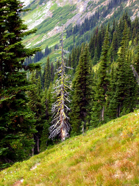 Easy Pass, North Cascades National Park