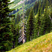 Easy Pass, North Cascades National Park