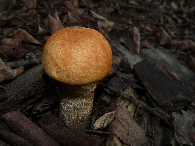 Leaf litter treasure