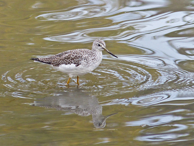 Greater Yellowlegs