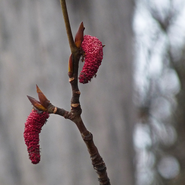 Poplar catkins