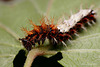 Comma Caterpillar