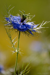love in a mist