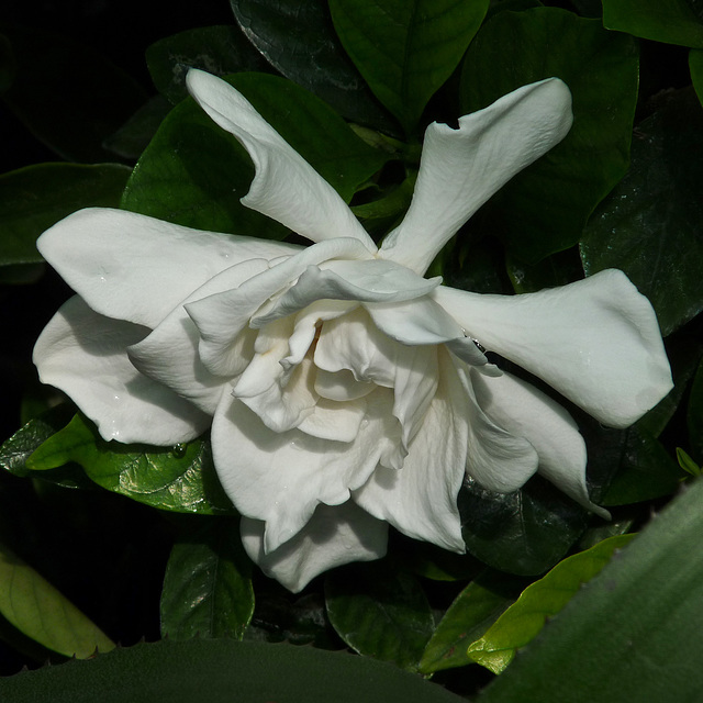 Gardenia