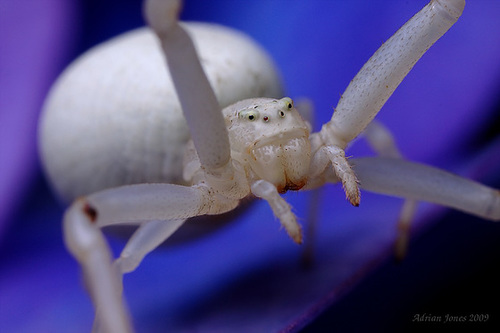 Crab Spider