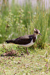 lapwing_003