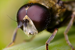 hoverfly portrait