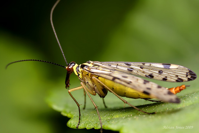 scorpion fly