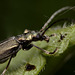 beetle, Oedemera lurida