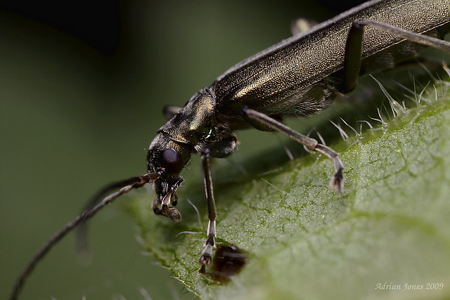 Beetle Possibly Oedemera lurida