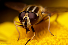 hoverfly-006