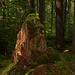 Thunder Creek Trail, North Cascades National Park