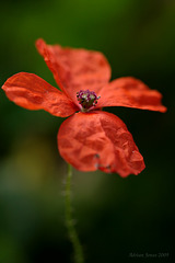 poppy_004