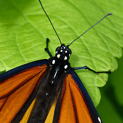 Orange beauty with spots