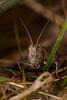 Common Field Grasshopper. (Chorthippus brunneus)