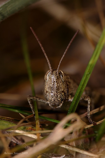 Common Field Grasshopper. (Chorthippus brunneus)